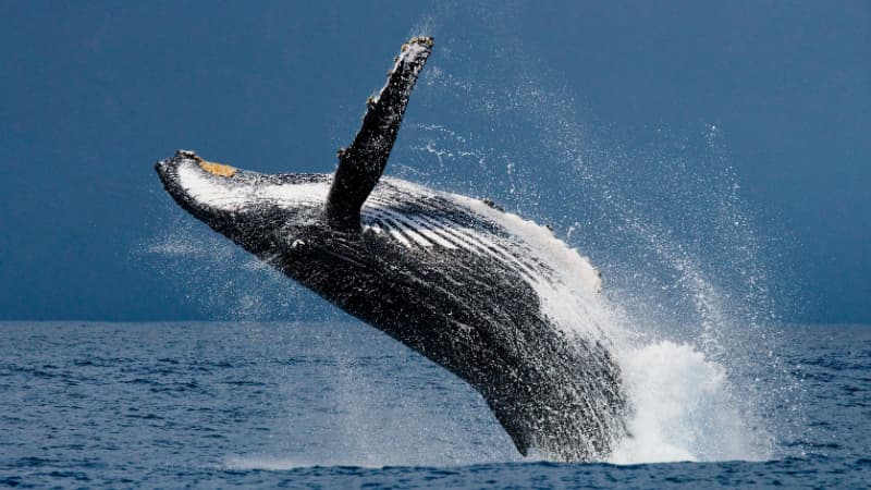 Humpback whale launches itself into the air