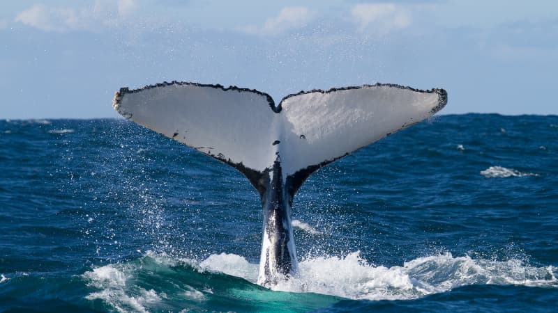 Humpback whale tail slap in the ocean