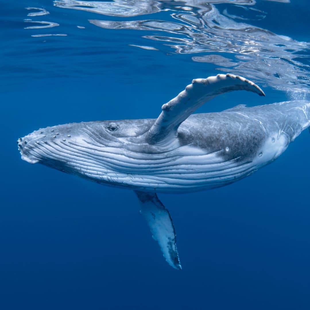 Humpback whale swimming in the ocean