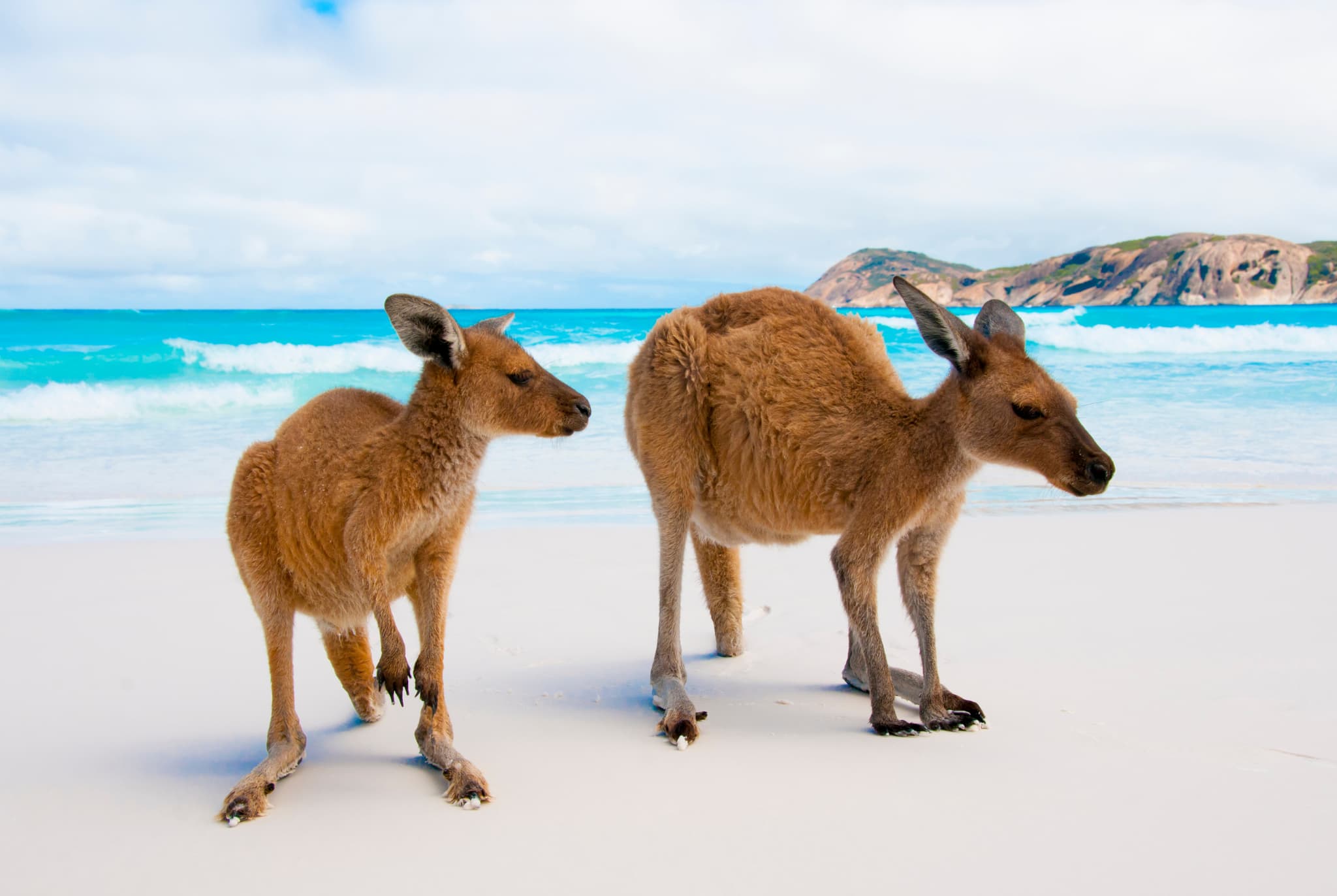 Two kangaroos stand on the beach at Lucky Bay