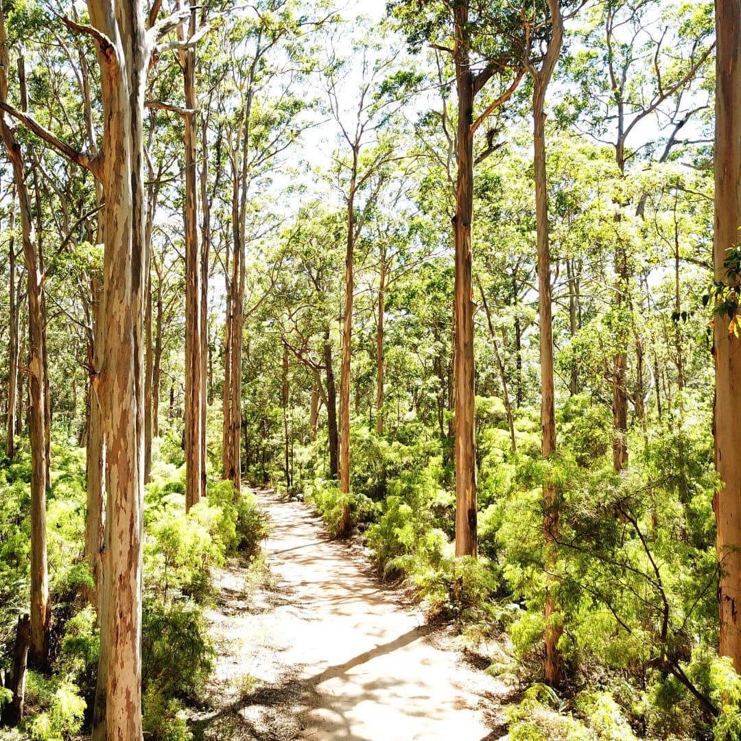 A bushwalking trail extends through Karri trees.