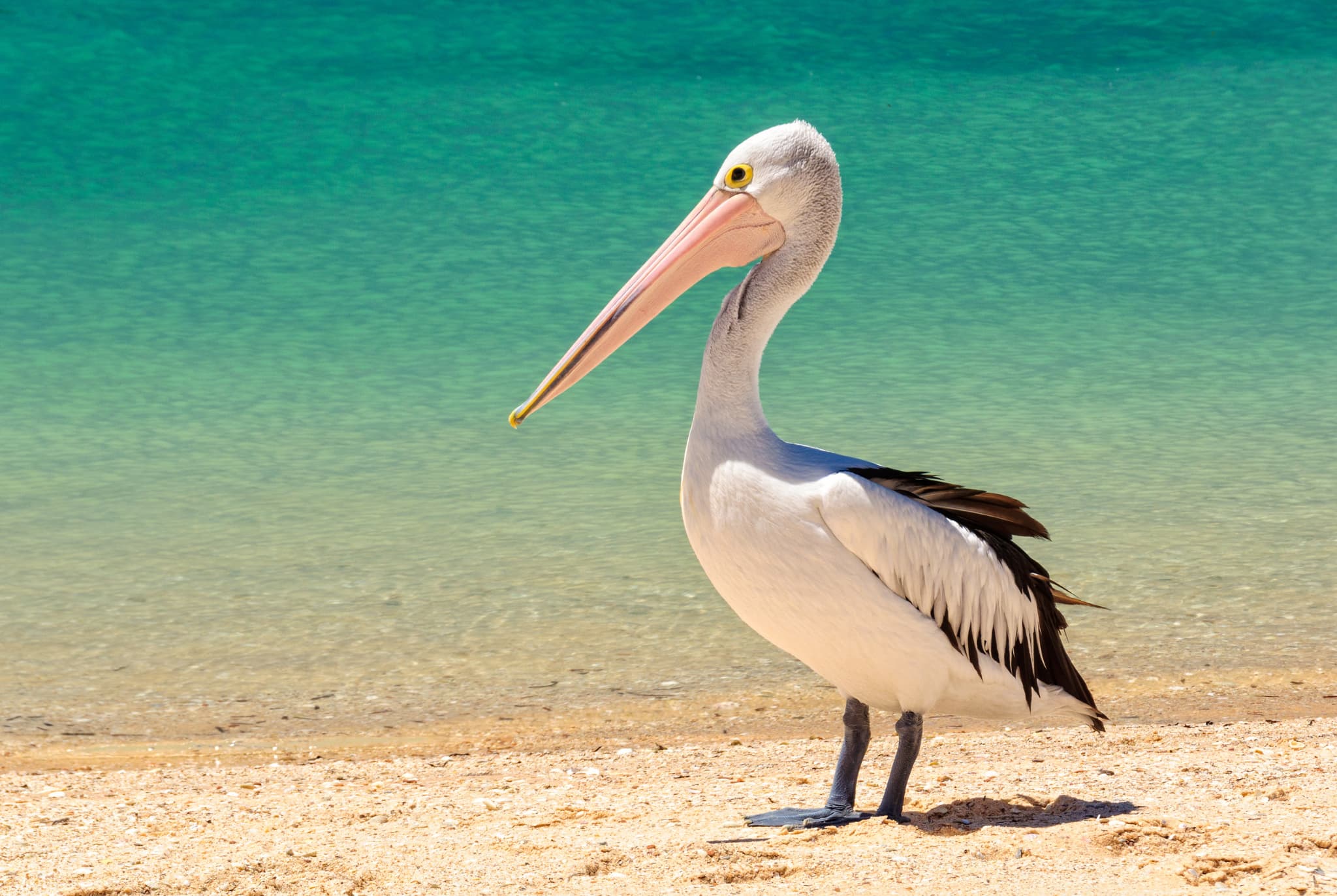 A pelican stands on the beach at Monkey Mia