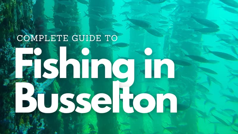 Fish swim past the pylons of Busselton Jetty. Overlaid text reads" Complete Guide to Fishing in Busselton"