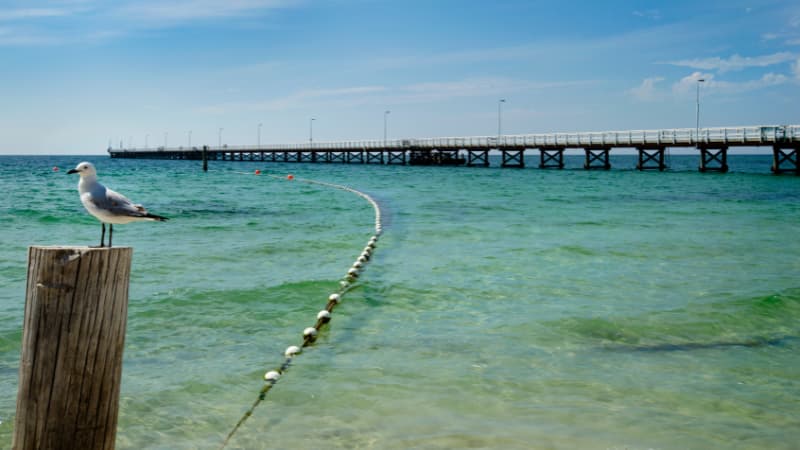 A seagul sits on a post while Busselton Jetty extends into the ocean in the background