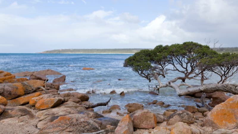 A tree standing over a rocky beach in Dunsborough
