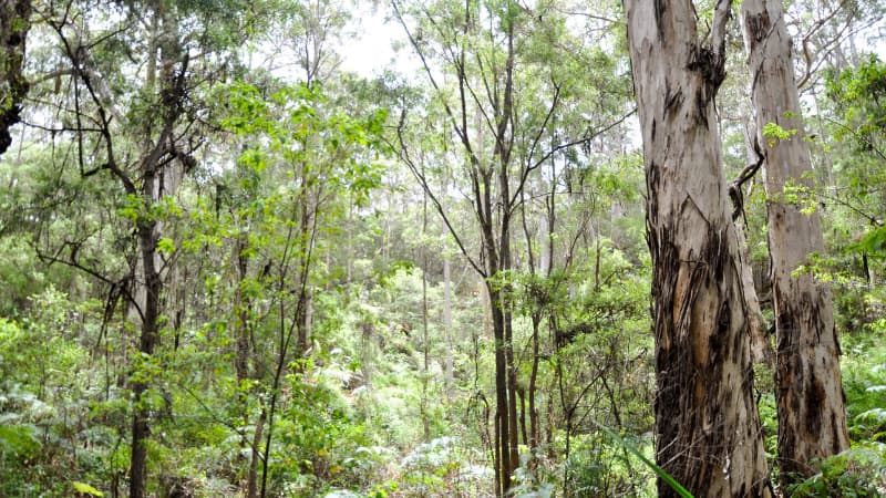 Karri trees stand in Boranup Karri Forest