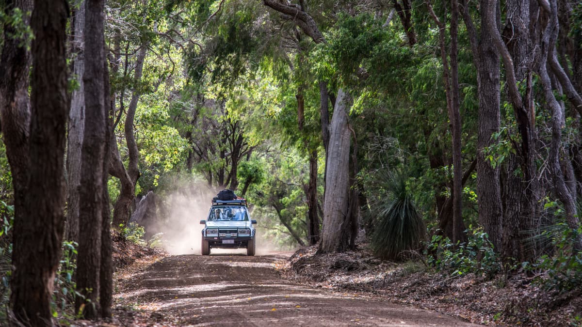 A car drives through Borabup Karri Forest
