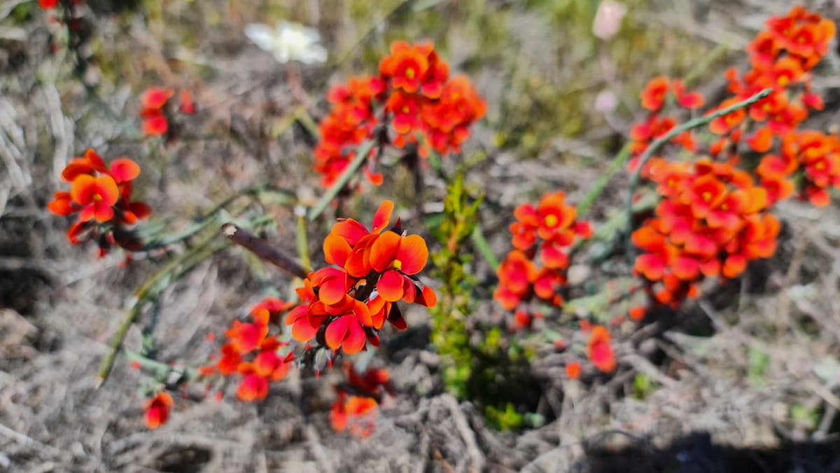 Bright orange clusters of Western Australian wildflowers during wildflower season
