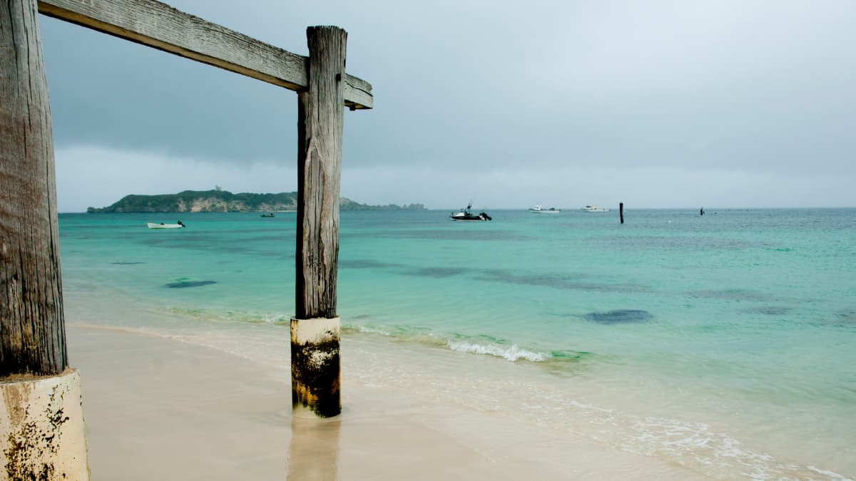 Stingrays glide in to shore at Hamelin Bay