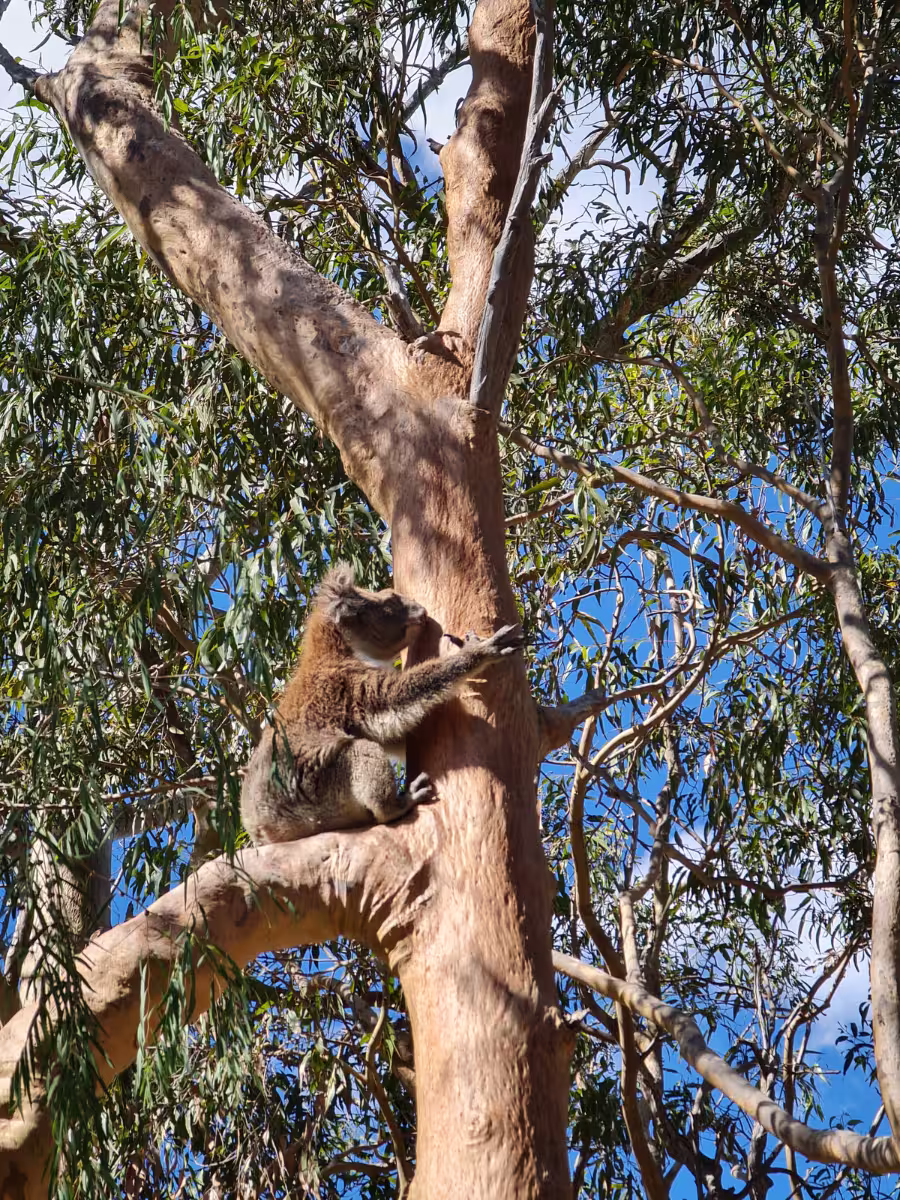 A koala resting on the trunk of a tall eucalyptus tree in Yanchep National Park, Perth. The koala is nestled against the tree's reddish bark, surrounded by lush green leaves and a clear blue sky in the background.