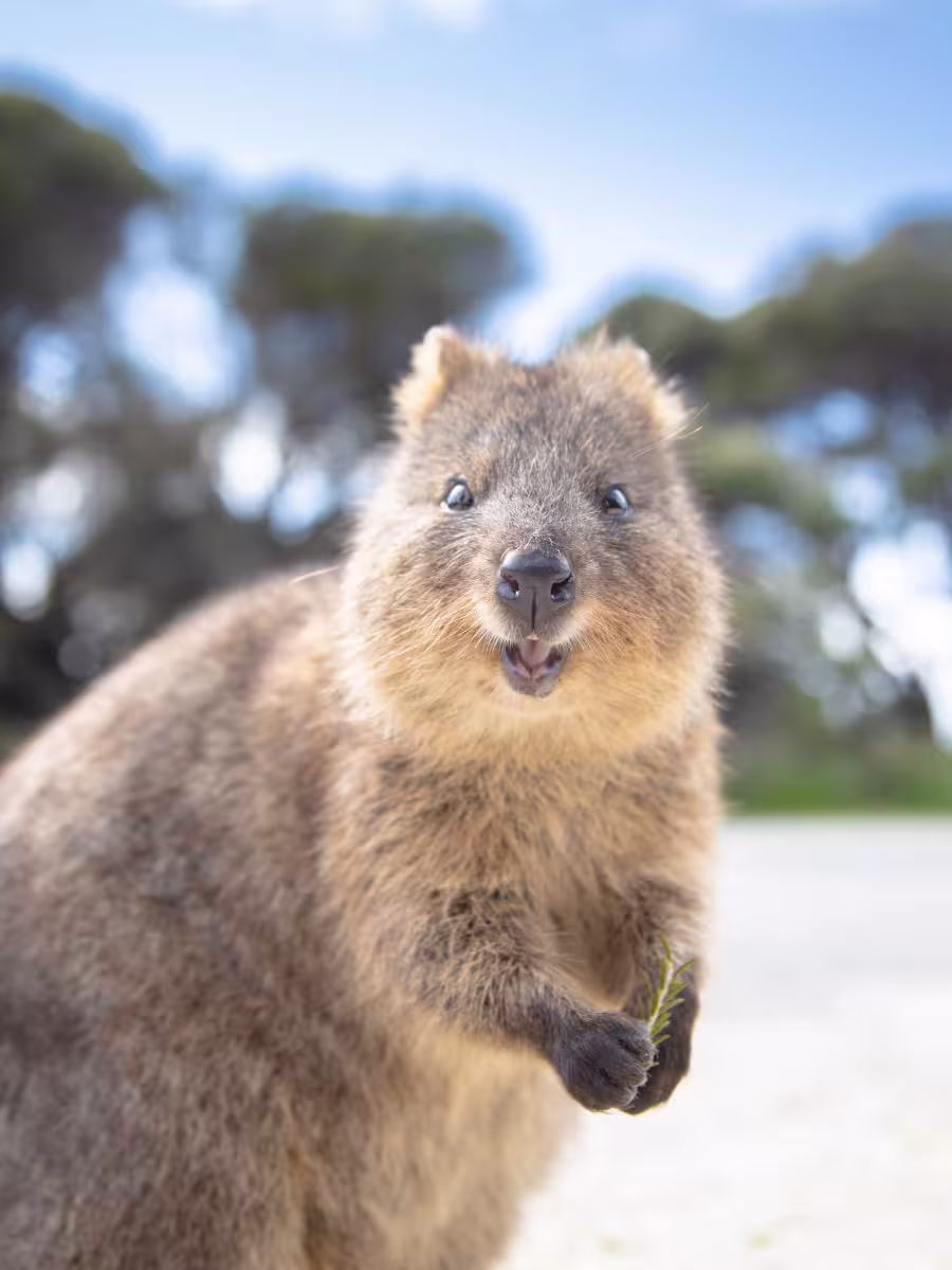 Wadjemup Quokka A happy quokka standing upright, holding a small green leaf, looking directly into the camera with a cheerful expression, surrounded by lush greenery on Wadjemup (Rottnest Island).
