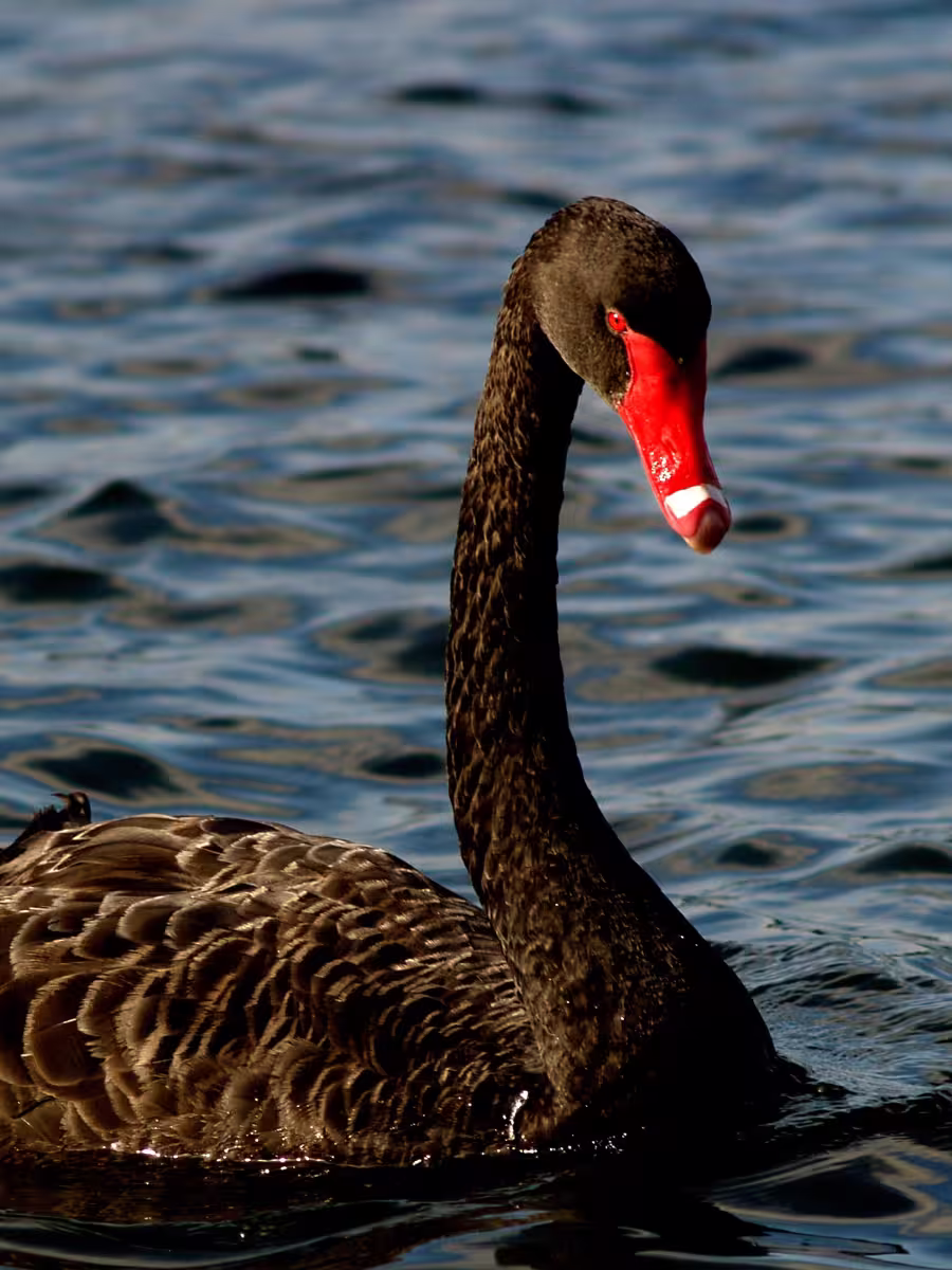 Perth Black Swan Close-up of a black swan with a red beak and detailed feather texture, swimming on a rippled blue lake.