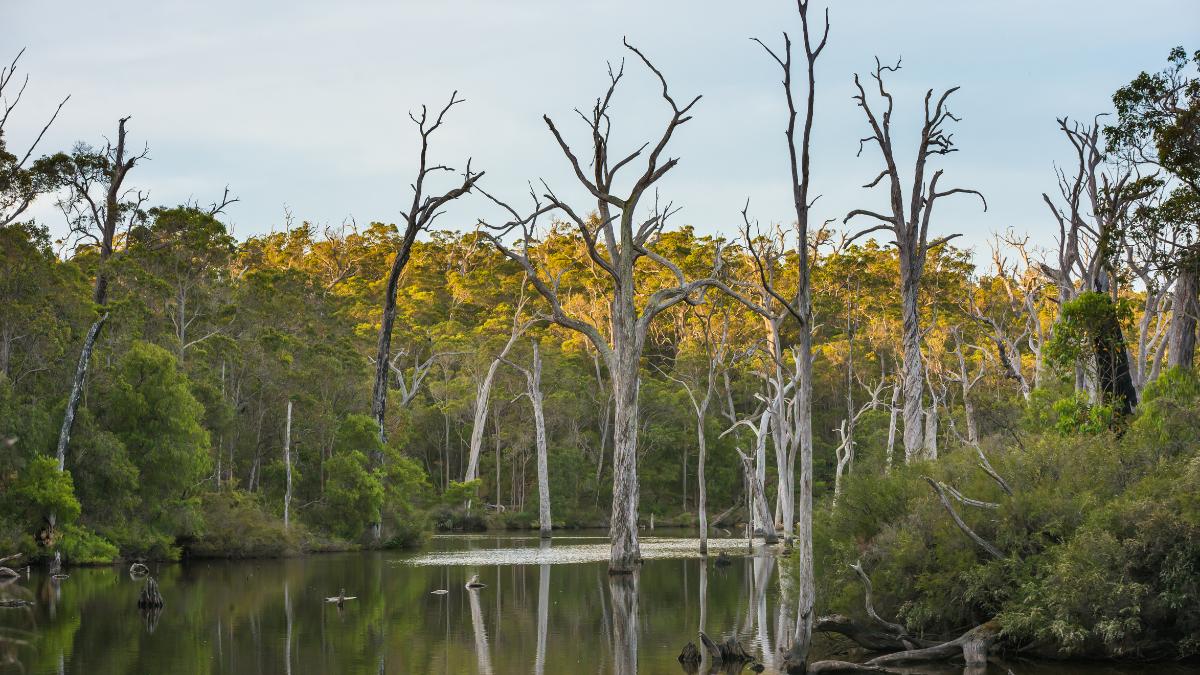 Leafless trees rise from a calm water in Margaret River, surrounded by dense green forest and reflected in the still water.