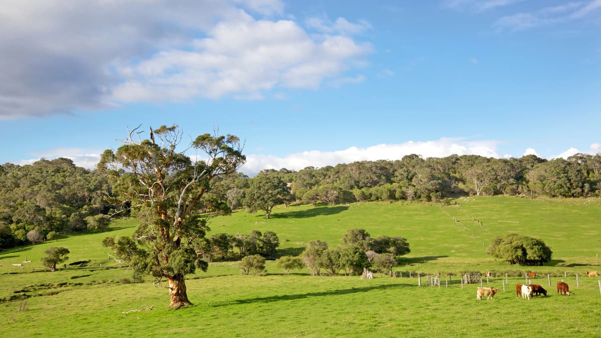 Lush green farmland with grazing cows and scattered trees in Margaret River, backed by a dense forest under a partly cloudy sky.