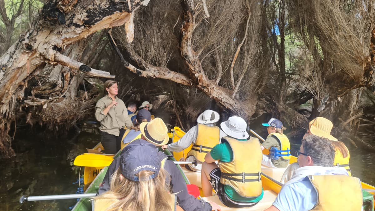 Margaret River Canoe Tour Guided canoe tour on the Margaret River, with a group of people in yellow canoes listening to a guide under a canopy of paperbark trees.