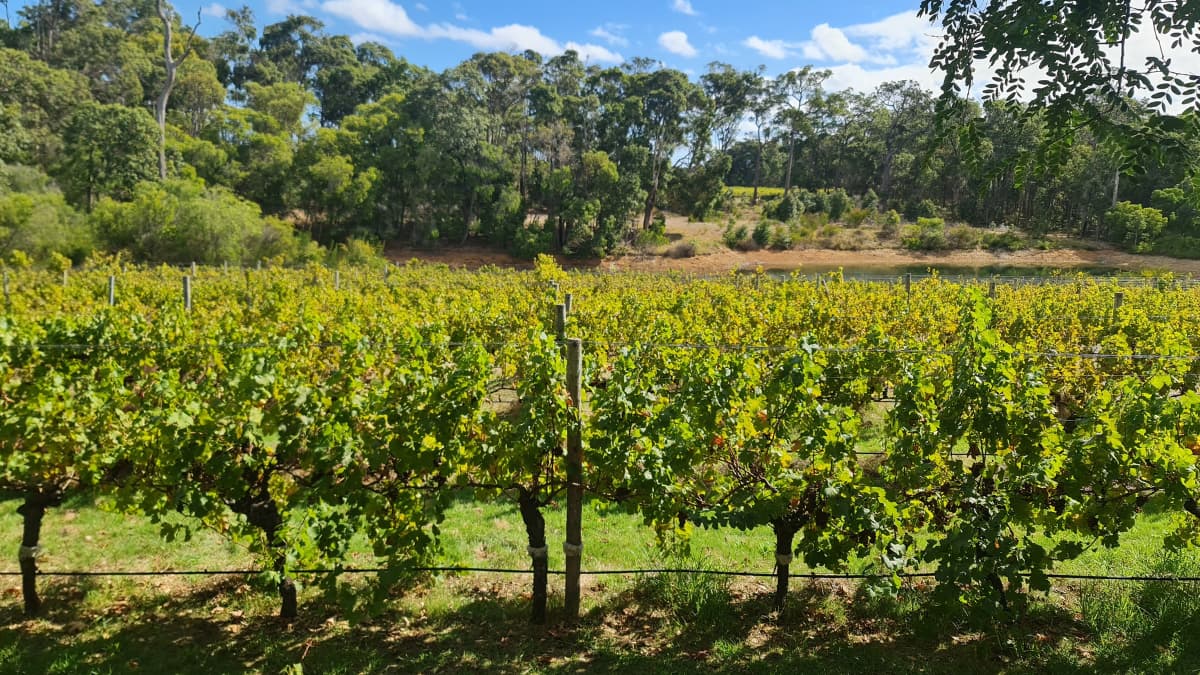 Margaret River Vineyard Vibrant vineyard rows with green grapevines surrounded by forest in the Margaret River wine region on a sunny day.
