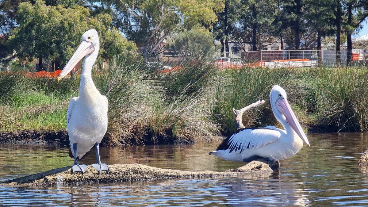 Two Australian pelicans standing on a small rock in the Swan River wetlands