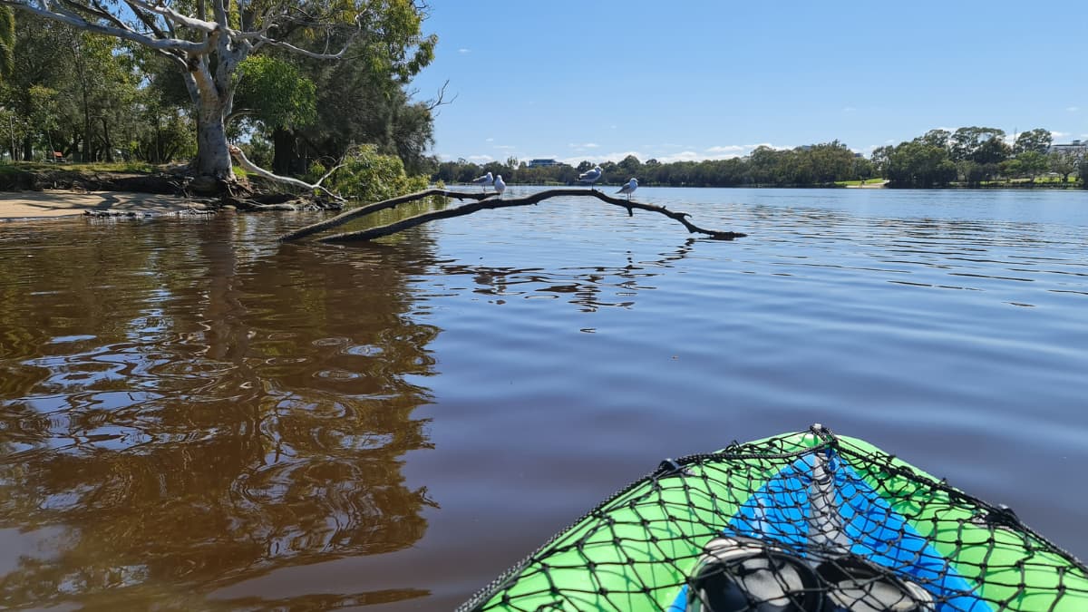 Seagulls resting on a fallen tree branch above the Swan River viewed from a kayak in Perth