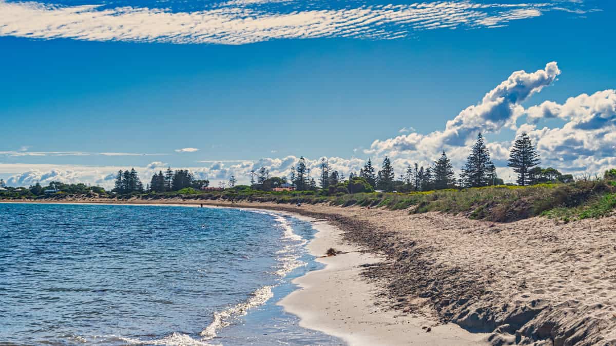 Quiet shoreline and pine trees along the curve of a Rockingham Beach under a bright blue sky