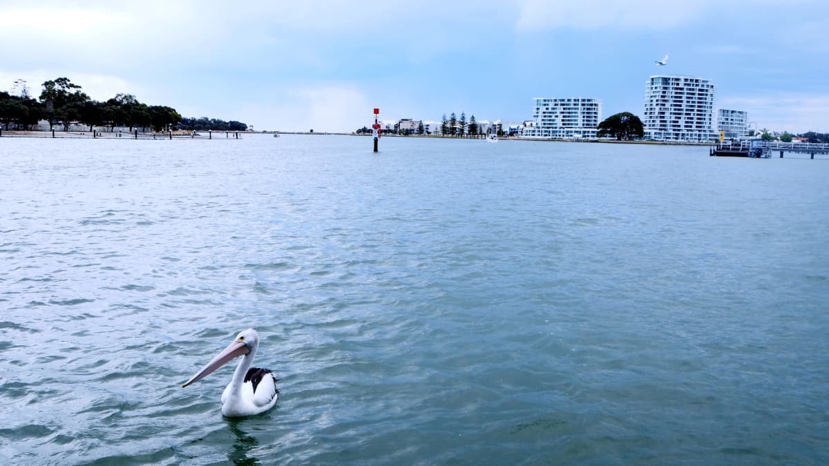 Pelican floating in Mandurah Estuary with modern apartment buildings in the background