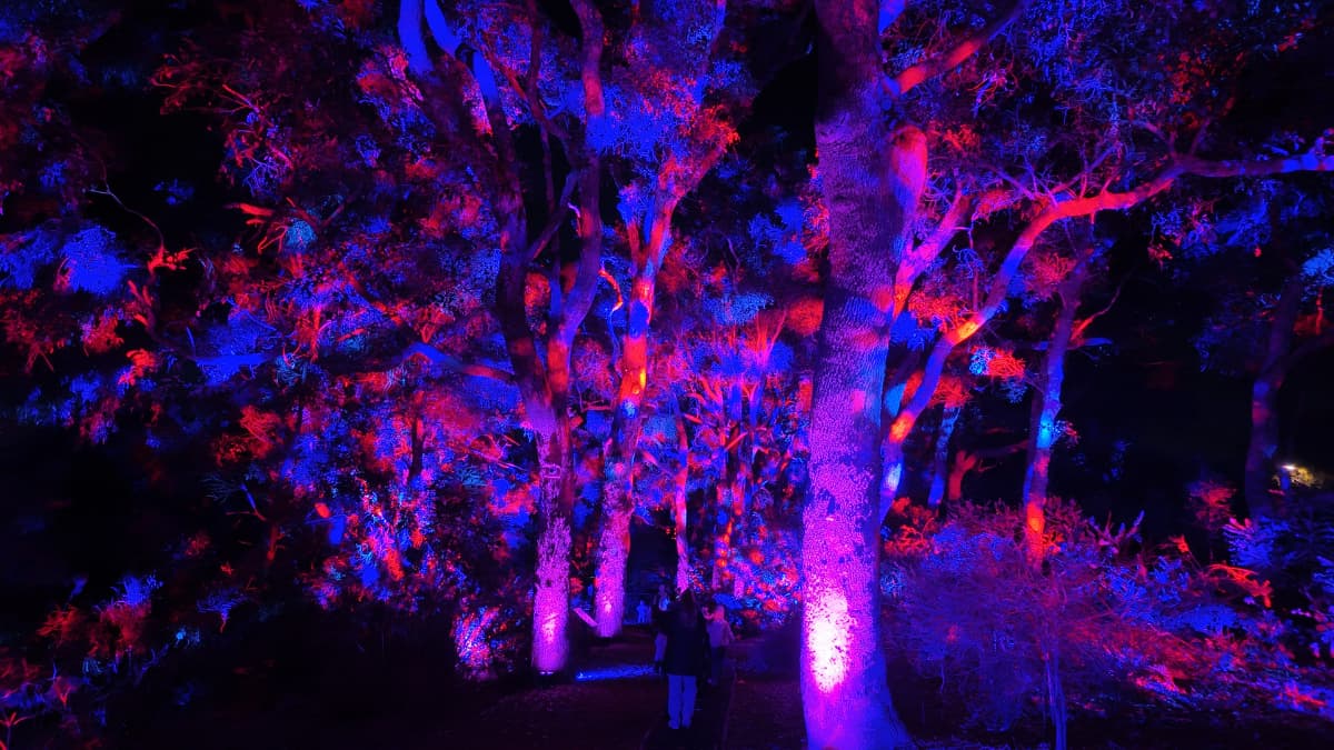 Lightscape Perth Tall native trees dramatically illuminated in deep purple, blue and red lights at Lightscape, Kings Park, Perth.